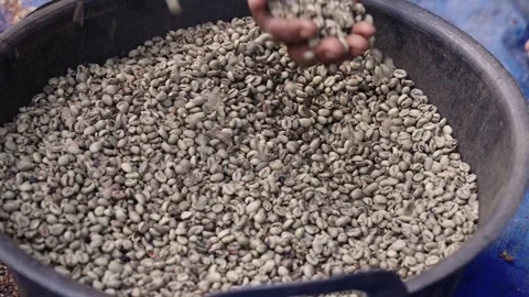 Coffee Processing Stock Footage 314717633