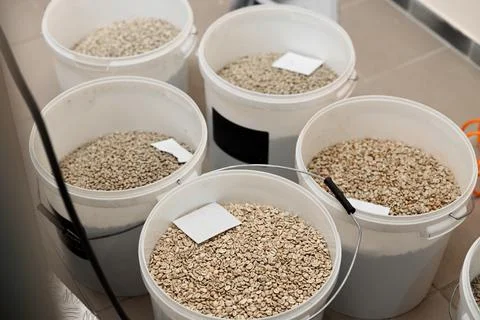 Coffee processing. Roastery, roasting machine and fresh beans Stock Photos