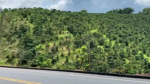 Coffee production in coffee triangle cafe axis risaralda colombia Stock Footage 146426342