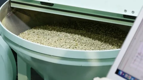 Coffee production process unveiled green coffee beans preparation in an Stock Footage 302963543