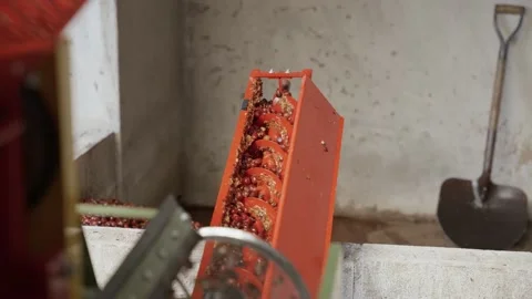 Coffee pulper machine Stock Footage 228360795
