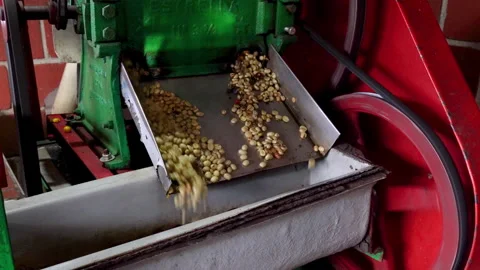 Coffee Pulping Machine Separating Fresh Beans from Cherries, Colombia. Stock Footage 340075632