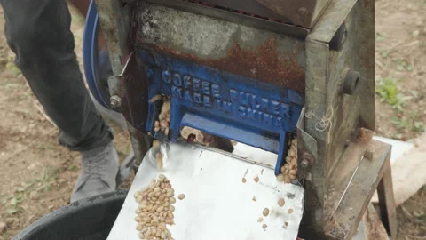 Coffee pulping with pulping machine on coffee farm Stock-Footage 157407879