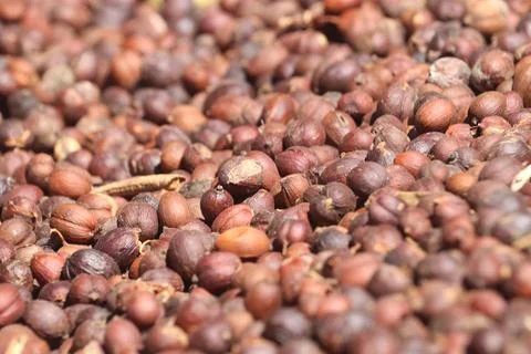 Coffee put to dry (3) Stock Photos