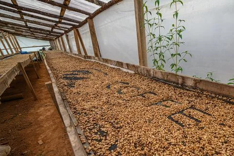 Coffee raw beans drying during farming in fabric Stock Photos