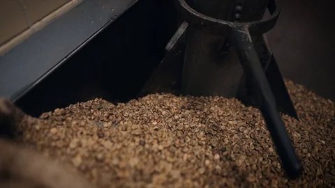 Coffee Roasting Process - Raw "green" coffee beans. Stock Footage 103151691