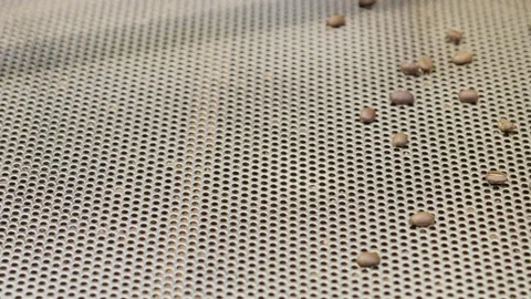 Coffee roasting process revealed drink craft in action industrial setting Stock Footage 302967023