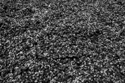 Coffee seed. B&amp;W Stock Photos