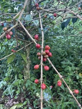 Coffee seed fresh on the tree Stock Photos