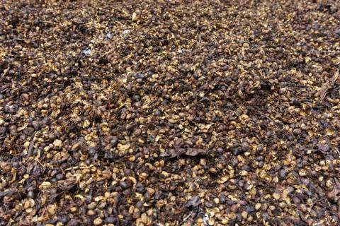 Coffee seed Stock Photos