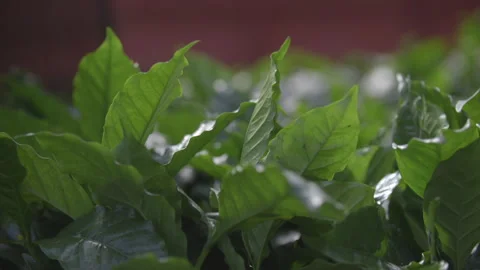Coffee Seedlings in the Back of a Truck Vídeo Stock 302876705