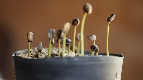 Coffee seedlings that germinate from the soil. Video stock 124121586