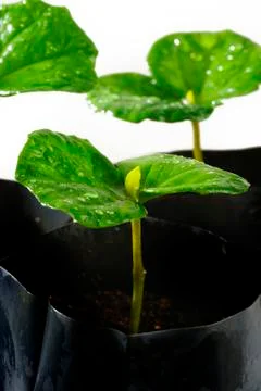Coffee seedlings Stock Photos