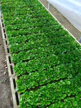 Coffee seedlings Stock Photos