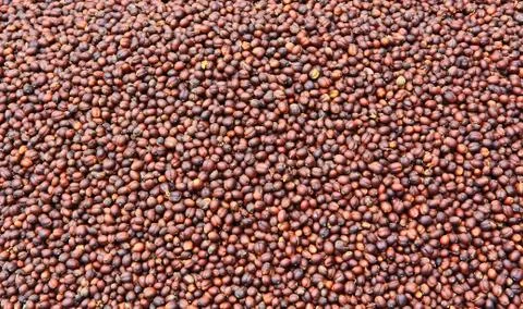 Coffee seeds Stock Photos