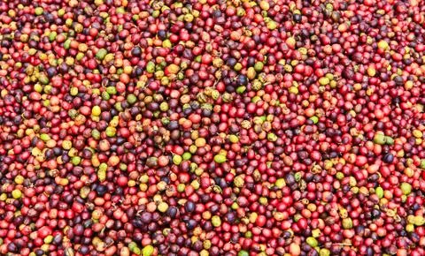 Coffee seeds Foto stock
