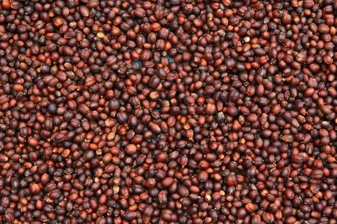 Coffee seeds Stock Photos