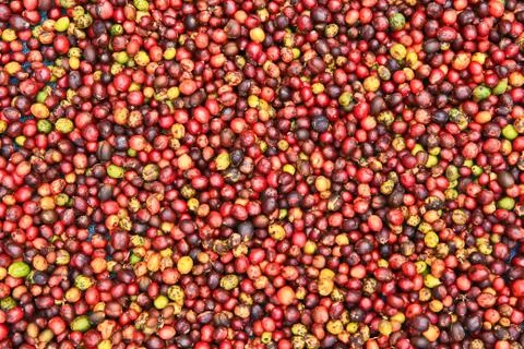 Coffee seeds Stock Photos