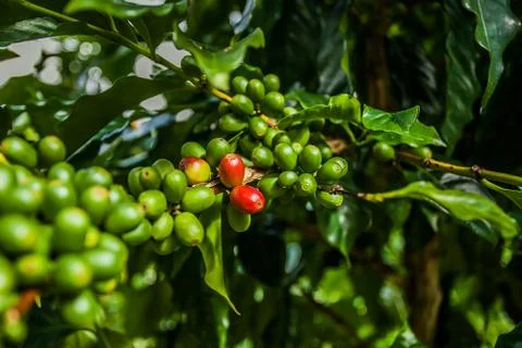 Coffee seeds Stock Photos