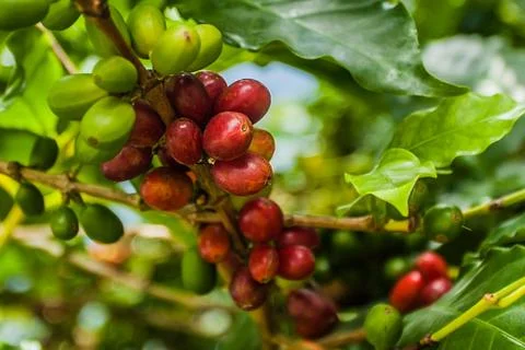 Coffee seeds Stock Photos