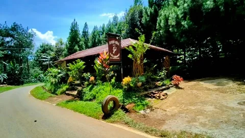Coffee shop in a pine forest Stock Footage 224022875
