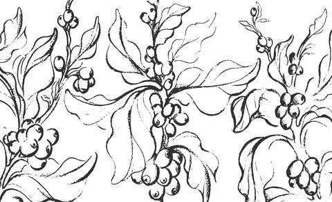 Coffee sketch. Vector nature tree, branch, leaf, bean, grain. Vintage hand dr Stock Illustration