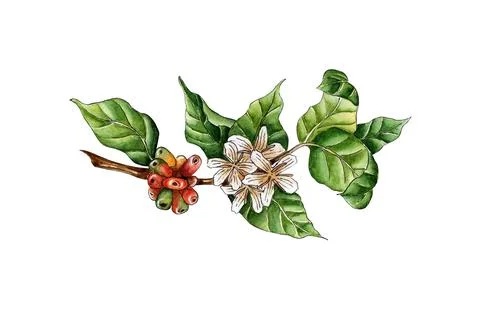 Coffee sprig Stock Illustration