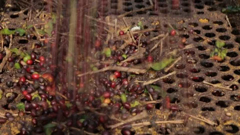 Coffee strainer machine Stock Footage 113290046