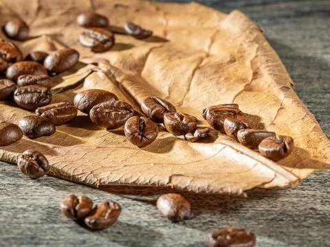 Coffee theme. Roasted coffee beans on dry almond leaf Stock Photos
