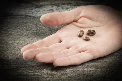 Coffee theme. Three coffee beans lie on a green leaf in a human hand close-up Stock Photos
