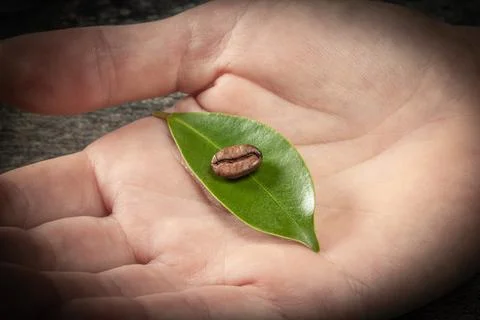 Coffee theme. Three coffee beans lie on a green leaf in a human hand close-up Stock Photos