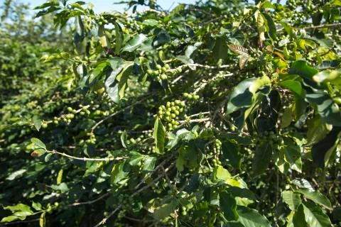 Coffee tree  01 Stock Photos