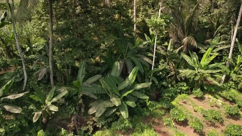 Coffee tree and banana trees 動画素材 314670909