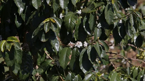 Coffee Tree in Bloom Stock Footage 35560047