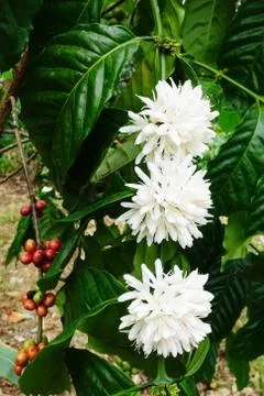 Coffee tree blossom Stock-Fotos