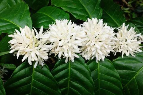 Coffee tree blossom Stock Photos
