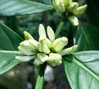 Coffee tree blossom Stock Photos