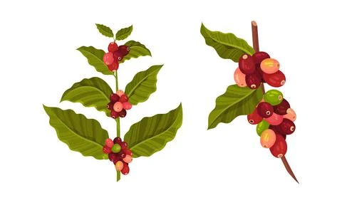 Coffee tree branches and beans set vector illustration on white background Stock Illustration