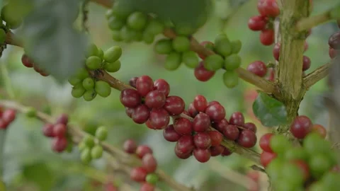 Coffee tree with cherries slow motion 4K Stock Footage 228169100
