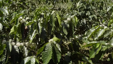 Coffee Tree Covered with Blooming White Flowers in Tropical Plantation Stock Footage 340968222