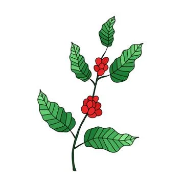 Coffee tree doodle icon, vector hand draw illustration Stock Illustration