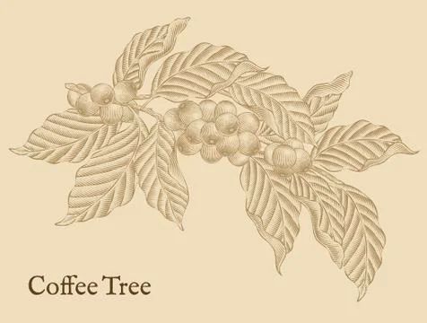 Coffee tree elements Stockillustratie