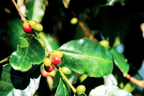 Coffee on tree in farm. Stock Photos