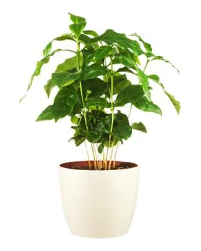 Coffee tree in flower pot isolated on white background. Stock Photos