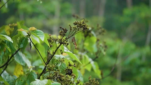 Coffee Tree Flowers, Bali Stock Footage 147258254