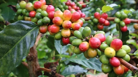 Coffee Tree Stock Footage 109547299