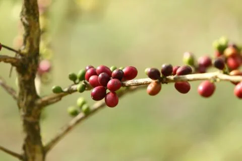 A coffee tree in the garden Stock Photos