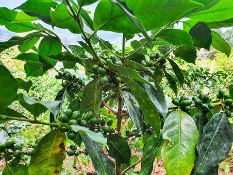 Coffee tree with green coffee beans on the branch. Stock Photos
