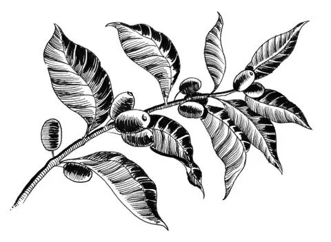 Coffee tree Stock Illustration