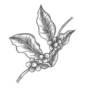 Coffee tree illustration Illustrazione stock